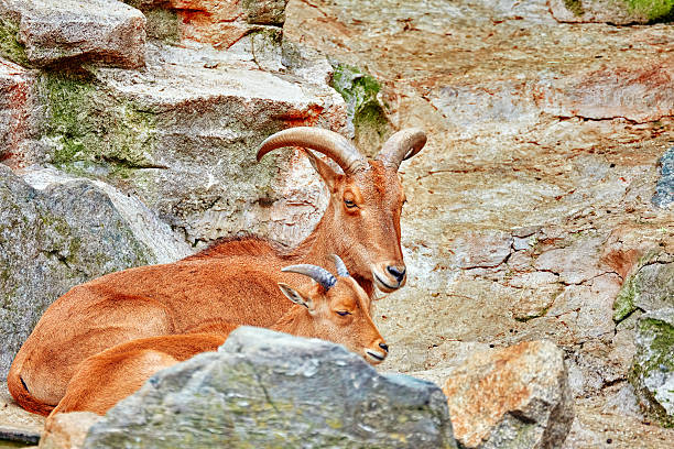 istock Blue ram in their natural habitat in the wild . 499340314