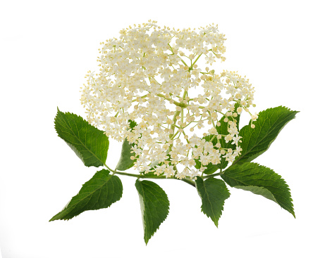 Elderberry flower on a white background