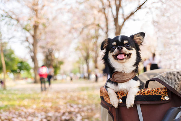 istock Chihuahua dog 499341878