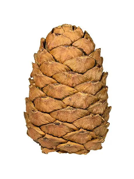 Cedar cone isolated on white background