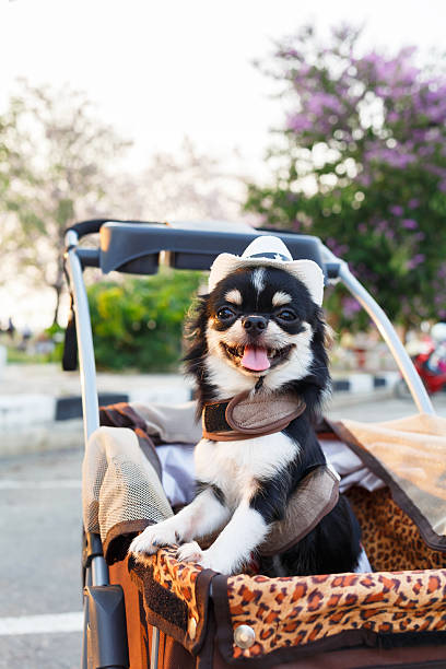 istock Chihuahua dog 499342480