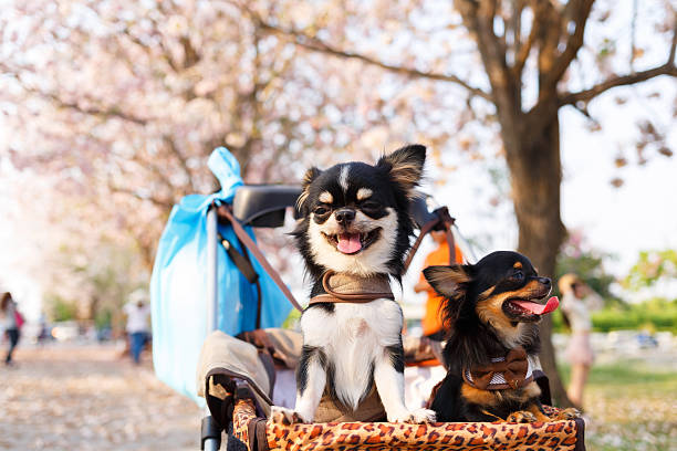 Chihuahua dog