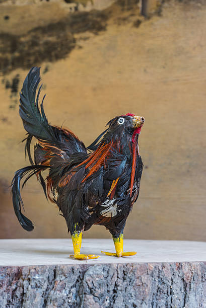 istock Chicken ugly on wooden 499343012