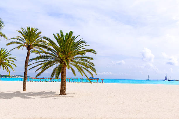 istock Majorca Platja Palmanova beach in Calvia Bol Teules 499343672