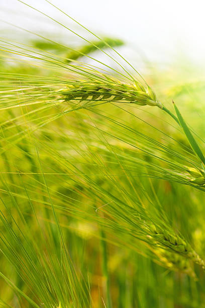 istock Sunny green wheat field closeup 499344004
