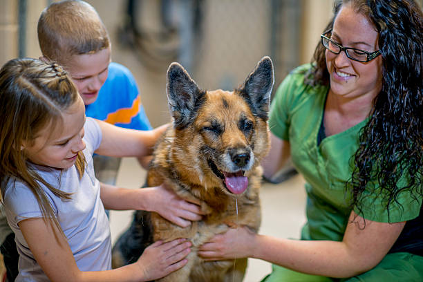 istock Petting a Dog at the Pound 499344266