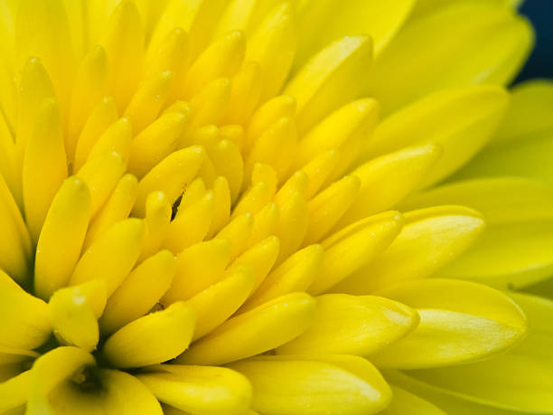 istock Yellow Chrysanthemum Daisy Close-up Shot 499344330