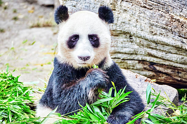 istock Cute bear panda actively chew a green bamboo sprout. 499344442