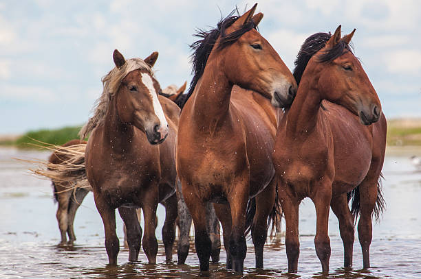 trzy konie w lake - horse herd gang member unity zdjęcia i obrazy z banku zdjęć