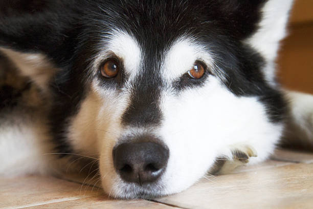 istock close up of Alaskan Malamute dog 499345652