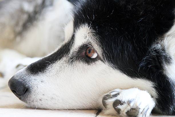 istock side view of Alaskan Malamute dog 499345716