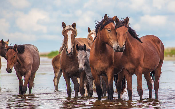 trzy konie w lake - horse herd gang member unity zdjęcia i obrazy z banku zdjęć