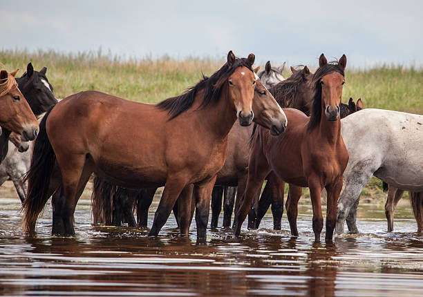 konie w wodzie - horse herd gang member unity zdjęcia i obrazy z banku zdjęć