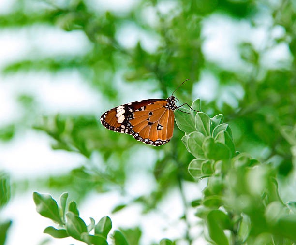 Monarch butterfly stock photo