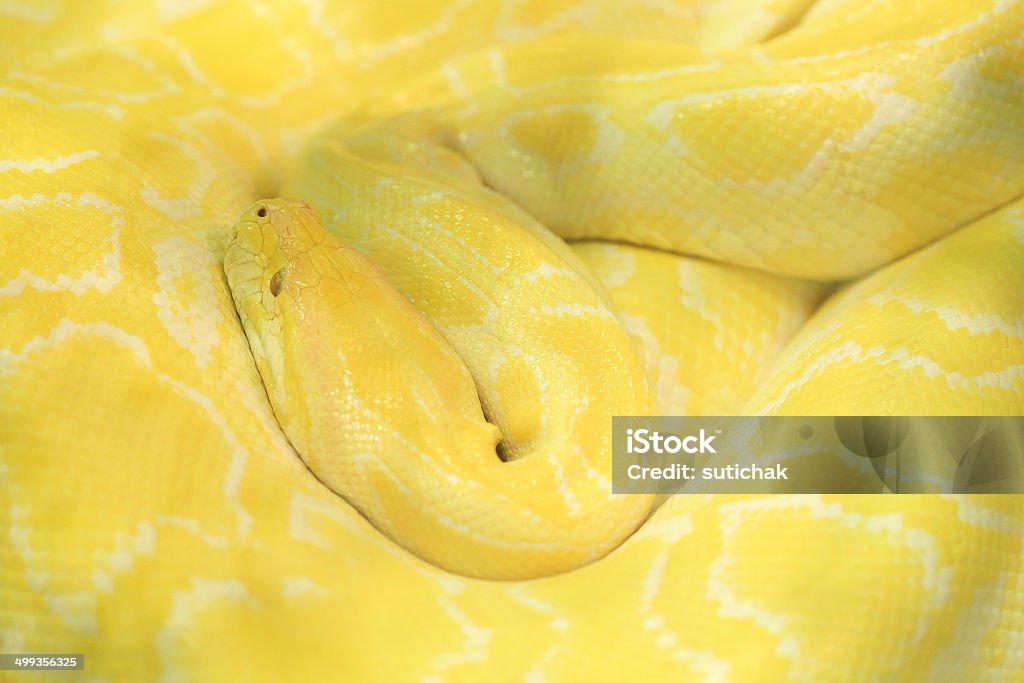 Tiger albino python snake, yellow viper Albino Stock Photo