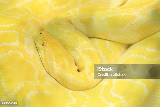 Tiger Albino Python Snake Yellow Viper Stock Photo - Download Image Now - Albino, Amazon Rainforest, Amazon Region