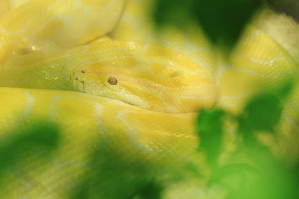 70+ Snake Viper Amazon Rainforest Rainforest Stock Photos, Pictures ...