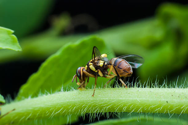 istock wasp of the garden 499357139