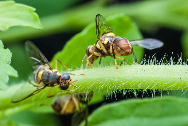 istock wasp of the garden 499357175
