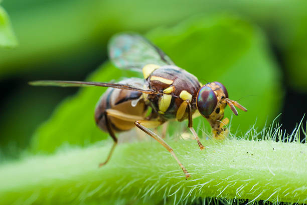 istock wasp of the garden 499357209