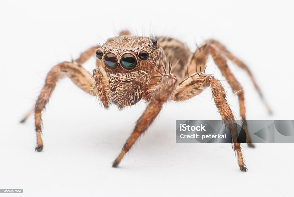 jumping spider jumping spider close up Animal Stock Photo