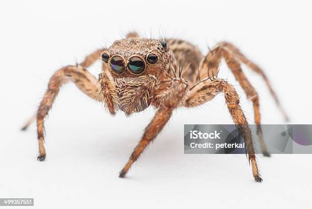 Jumping Spider Stock Photo - Download Image Now - Animal, Animal Markings, Animal Wildlife