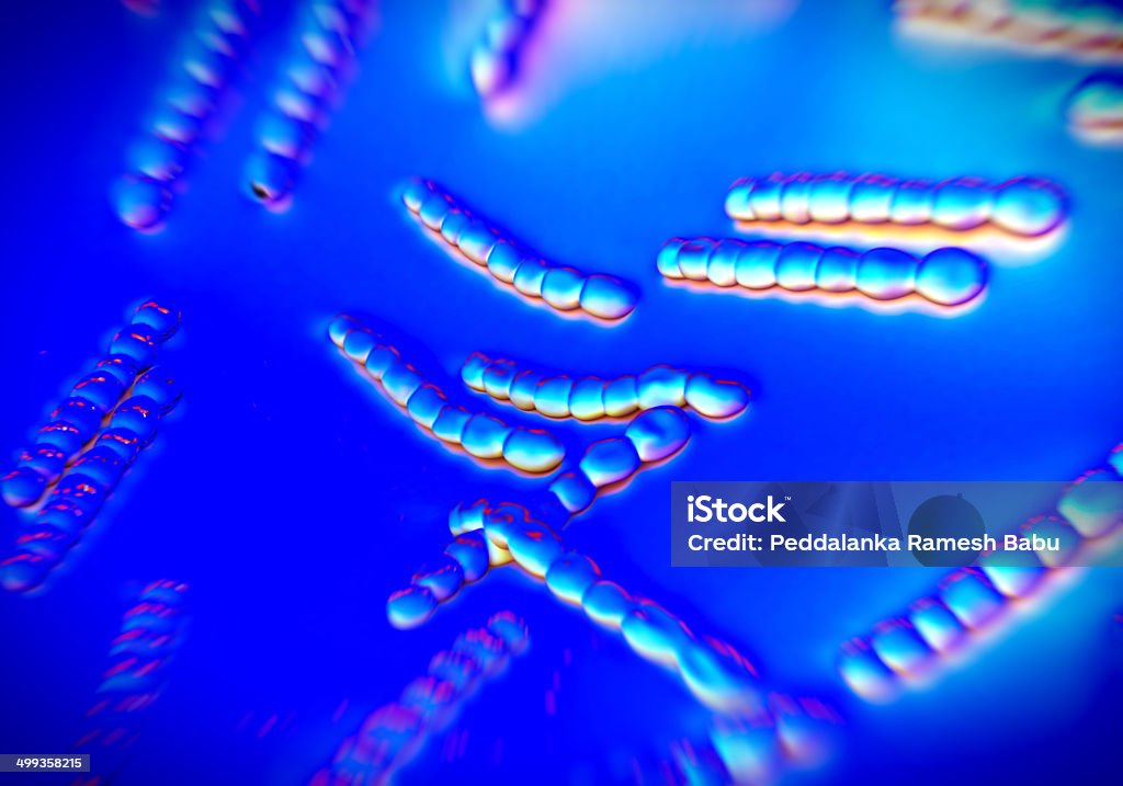 Streptococcus pneumoniae, бактерии изображение - Стоковые фото Бактерия роялти-фри