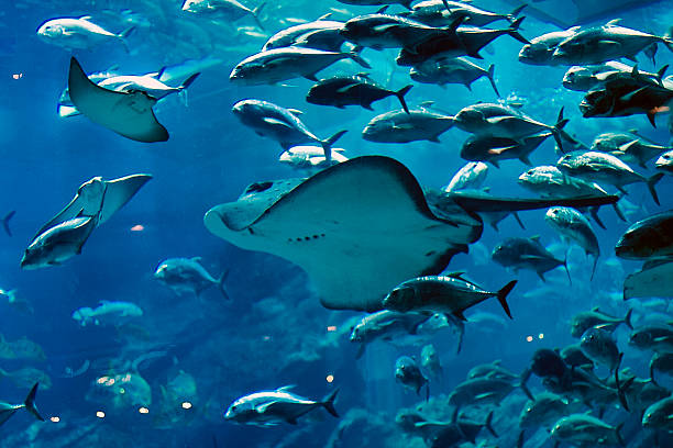 aquarium stingray - stingray stock-fotos und bilder