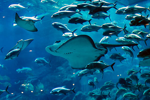 acuario pastinaca - stingray fotografías e imágenes de stock