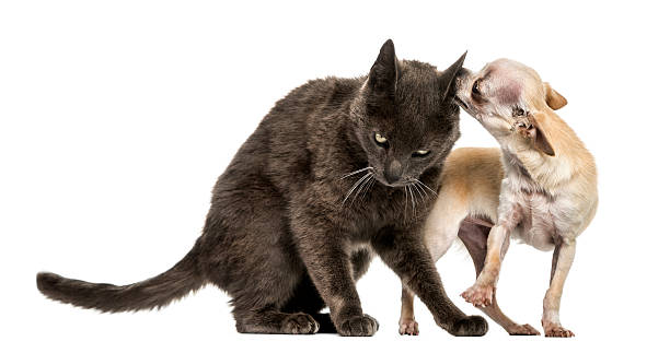 istock Crossbreed cat and chihuahua playing together 499358549