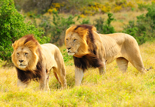 Two Lions walking in the savannah, father and son
