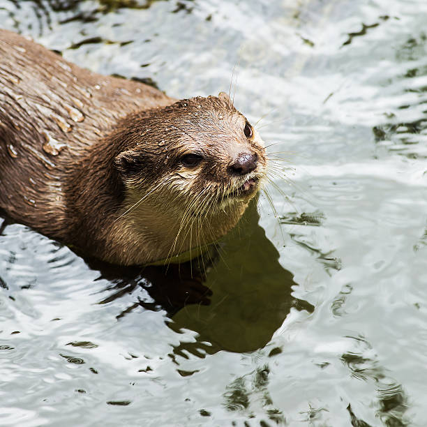 istock beautiful Smooth-coated Otter (Lutrogale perspicillata) living i 499359123