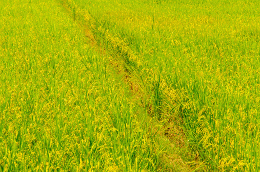 green rice field in Miaoli, Taiwan