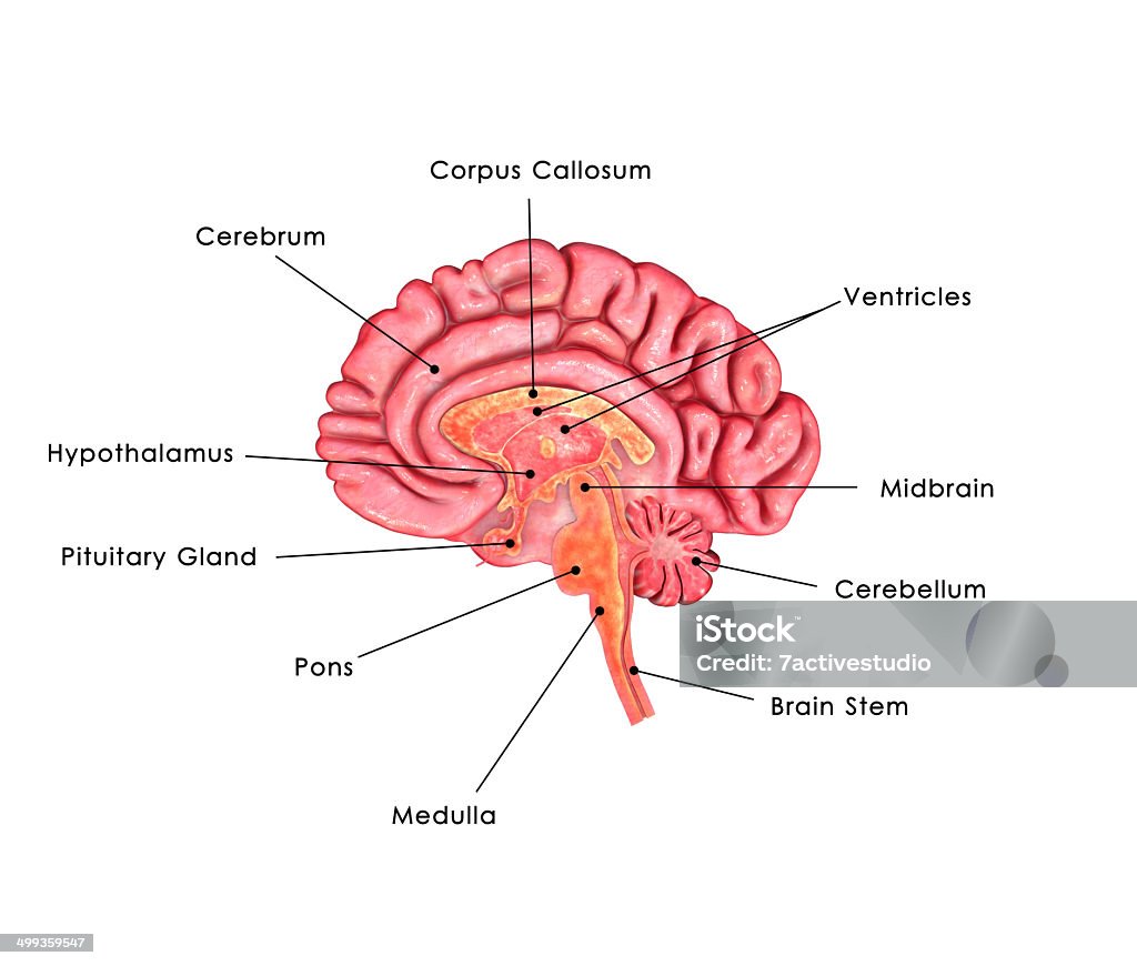 Brain Anatomy Labelled Stock Photo - Download Image Now - Human Brain,  Anatomy, Indoors - iStock