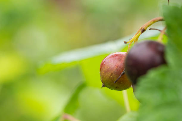 istock Berries of black currant after a rain close up 499360391
