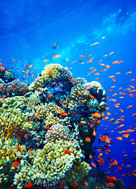 istock Group of coral fish  water. 499360421
