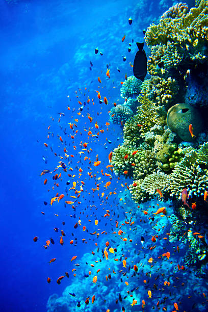 istock Group of coral fish  water. 499360423