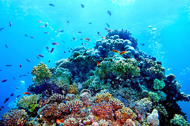 istock Group of coral fish  water. 499360433