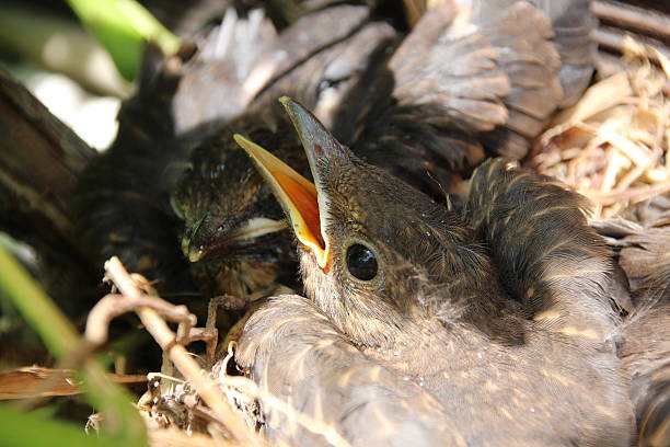 istock Blackbird Nest with Babies, Turdus Merula, Amsel 499361115