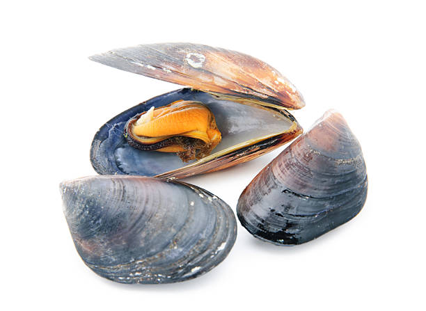 istock group of boiled mussels in shells isolated on white background 499361553