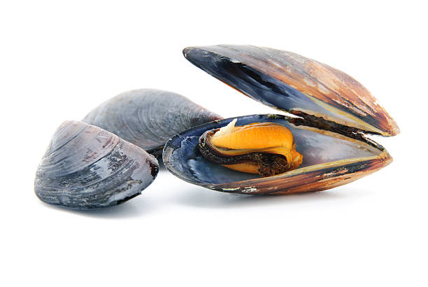 istock group of boiled mussels in shells isolated on white background 499361557