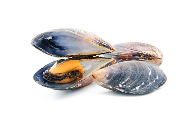 istock group of boiled mussels in shells isolated on white background 499361559