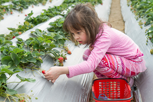 Young girl picking strwberries from patch