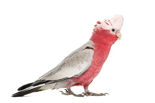 Rose-breasted Cockatoo (2 years old) isolated on white