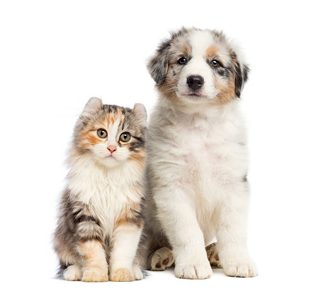 istock Kitten and puppy sitting, isolated on white 499362169
