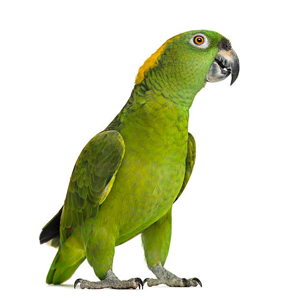 istock Yellow-naped parrot looking at the camera (6 years old) 499362171