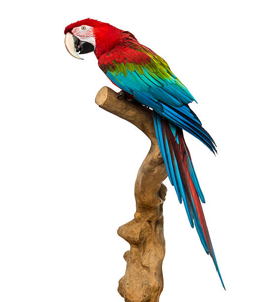 istock Red-and-green macaw perched on a branch, isolated 499362265