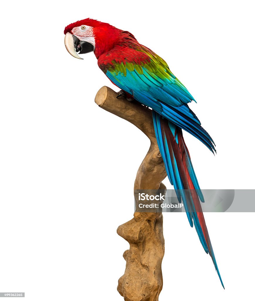 Red-and-green macaw perched on a branch, isolated Red-and-green macaw perched on a branch, isolated on white Animal Stock Photo