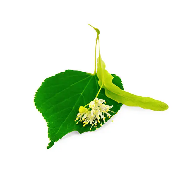 Photo of Linden flower with leaf