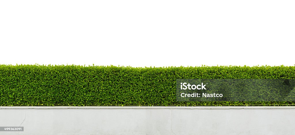 Green hedge isolated on white Panoramic view of beautiful hedge isolated on white background Hedge Stock Photo